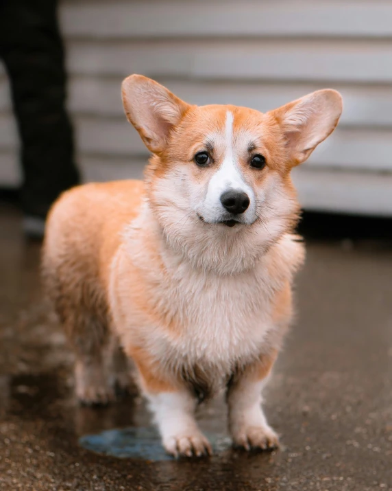 a brown and white dog standing on top of a wet floor, pexels contest winner, corgi, on sidewalk, transgender, gif