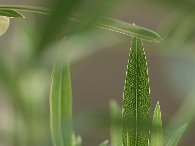 a close up of a plant with green leaves, a macro photograph, by Eglon van der Neer, trending on pexels, photorealism, willow trees, fine details 8k octane rendering, thin dof, with laser-like focus