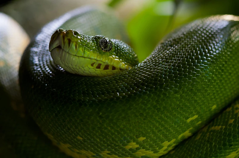 a close up of a green snake on a branch, pexels contest winner, 🦩🪐🐞👩🏻🦳, avatar image, giant snake castle, a python programmer's despair