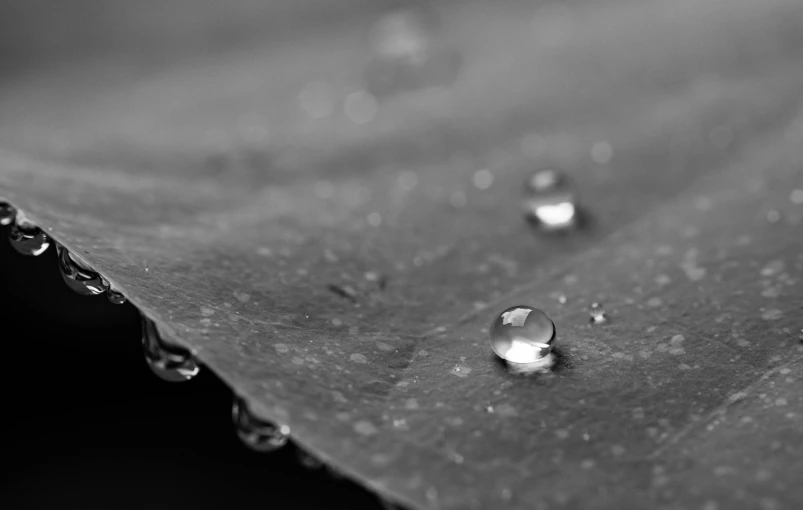 a black and white photo of water droplets on a leaf, a macro photograph, by Jan Rustem, pixabay, minimalism, beads of sweat, solitude, sitting on a leaf, detail