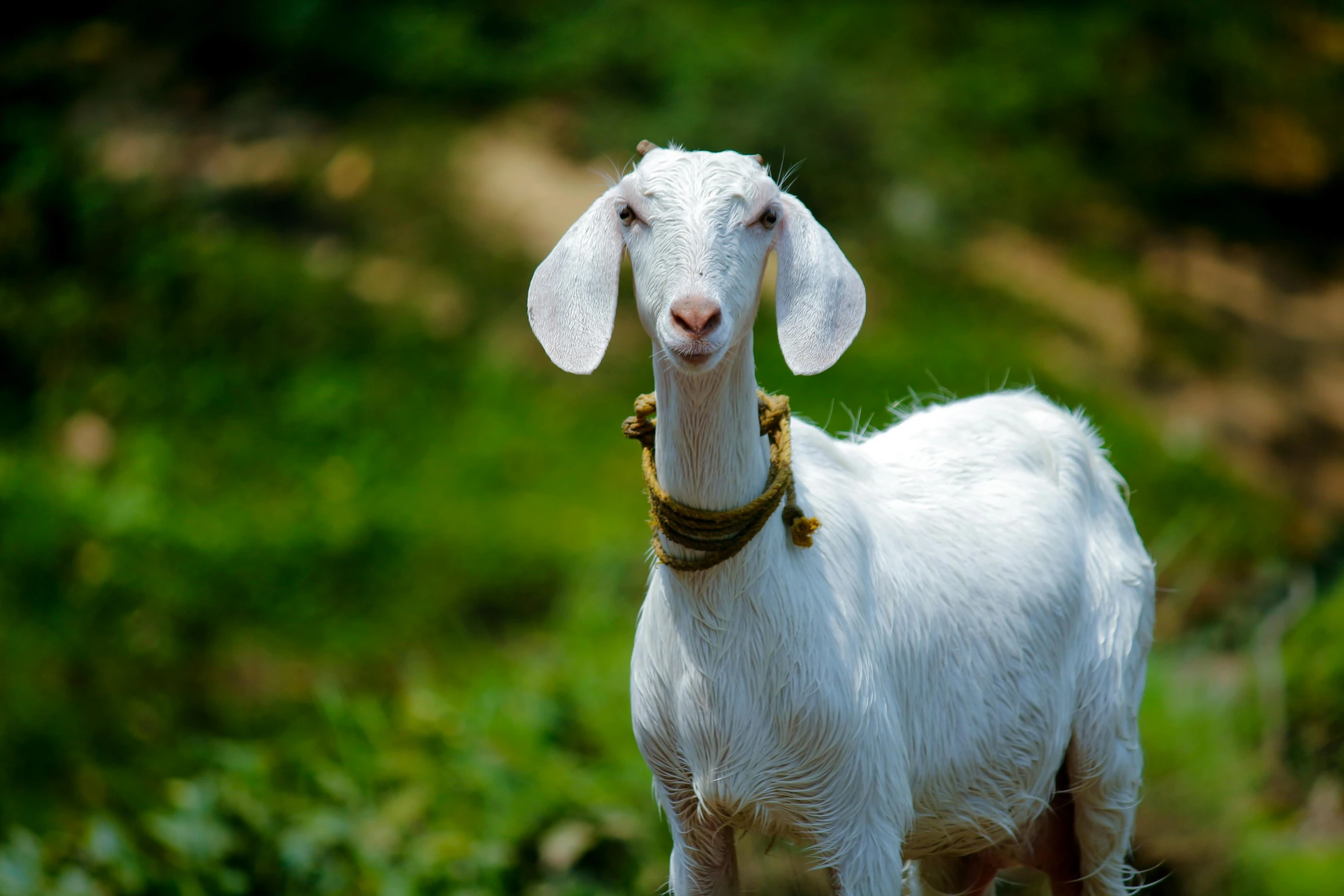 a white goat standing on top of a lush green field, pexels contest winner, islamic, clean shaven, multilayer, golden eal