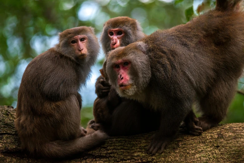 a group of monkeys sitting on top of a tree branch, a portrait, pexels contest winner, mingei, taiwan, calmly conversing 8k, nat geo, gray