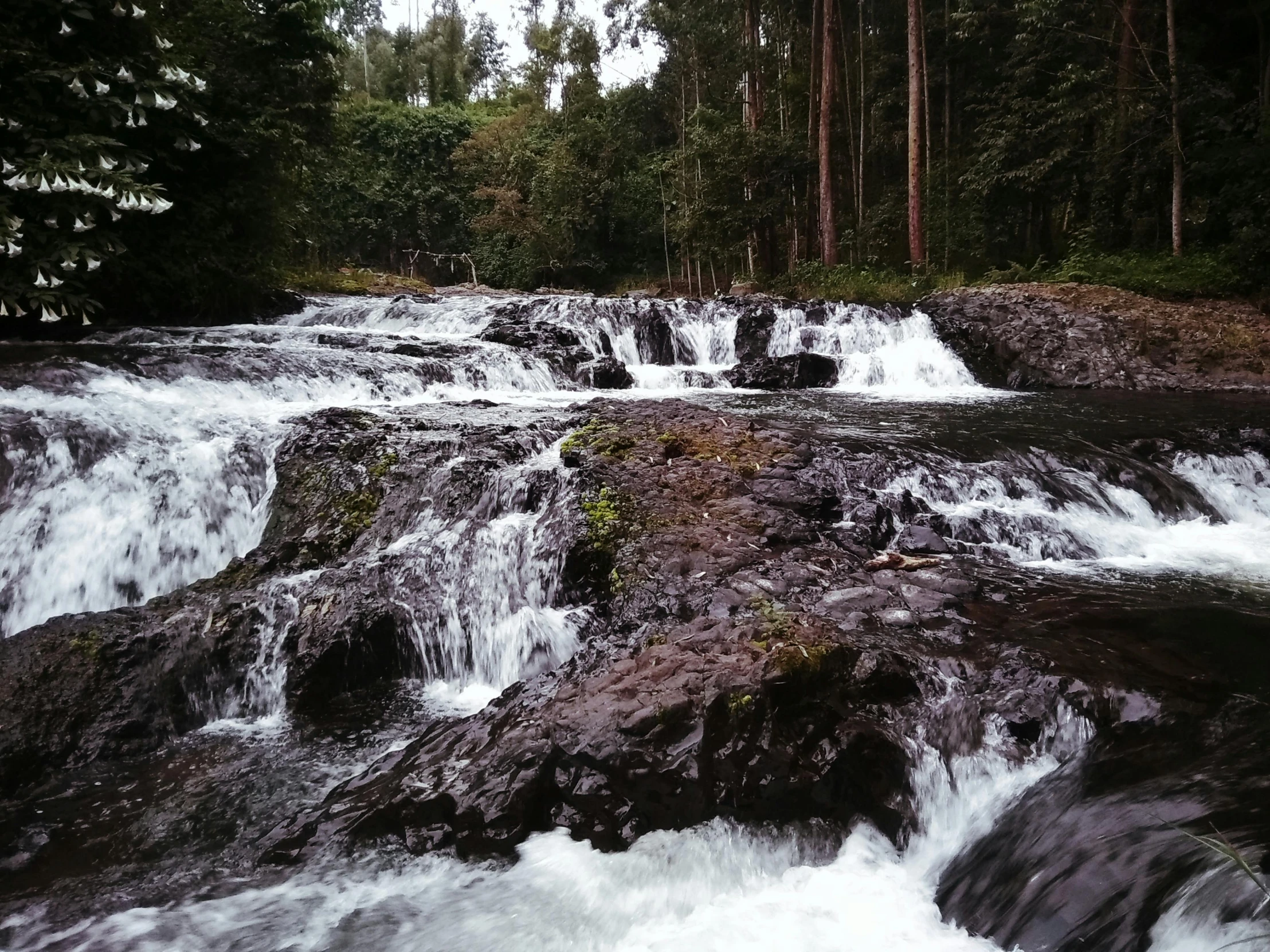 a river running through a forest filled with lots of water, by Basuki Abdullah, hurufiyya, water cascading, grey, screensaver, black