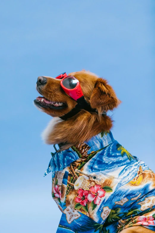 a dog wearing a hawaiian shirt and goggles, trending on unsplash, renaissance, red brown and blue color scheme, wearing a fancy jacket, bright sky, hr ginger