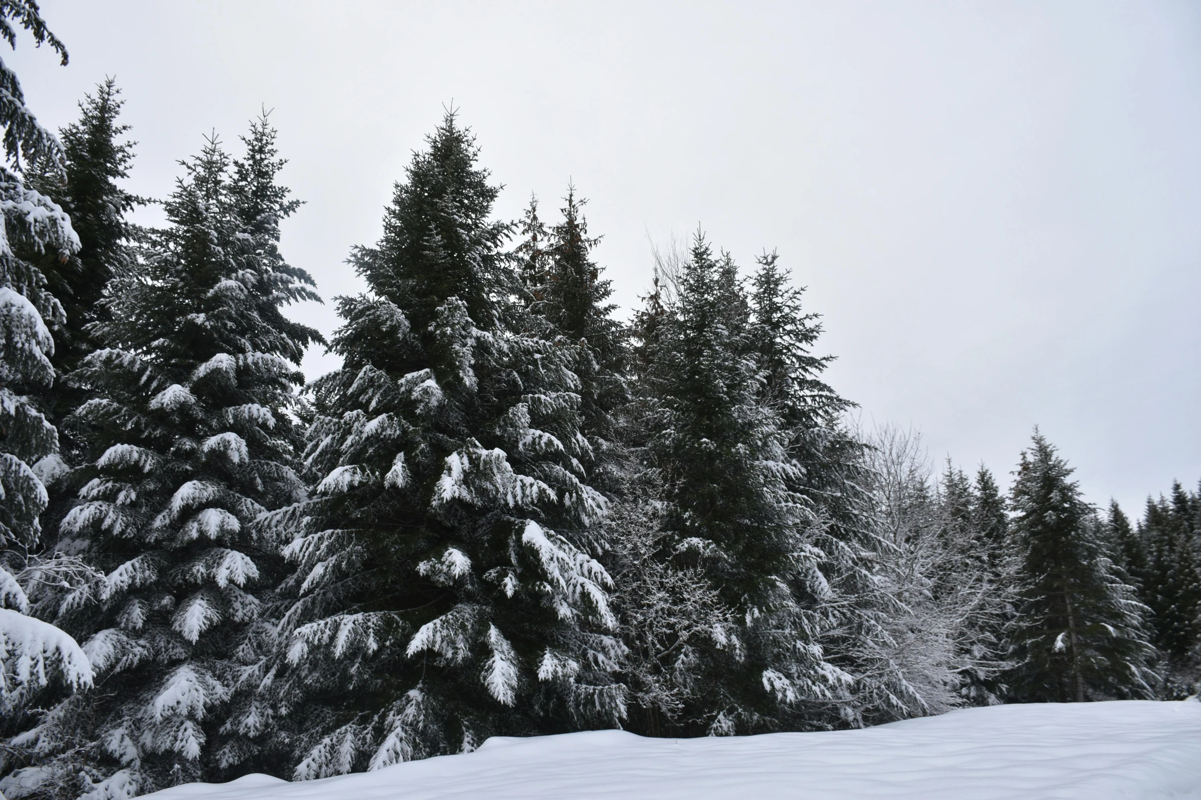 a man riding skis down a snow covered slope, by Alice Mason, pexels contest winner, hurufiyya, spruce trees, trees outside, (3 are winter, various sizes