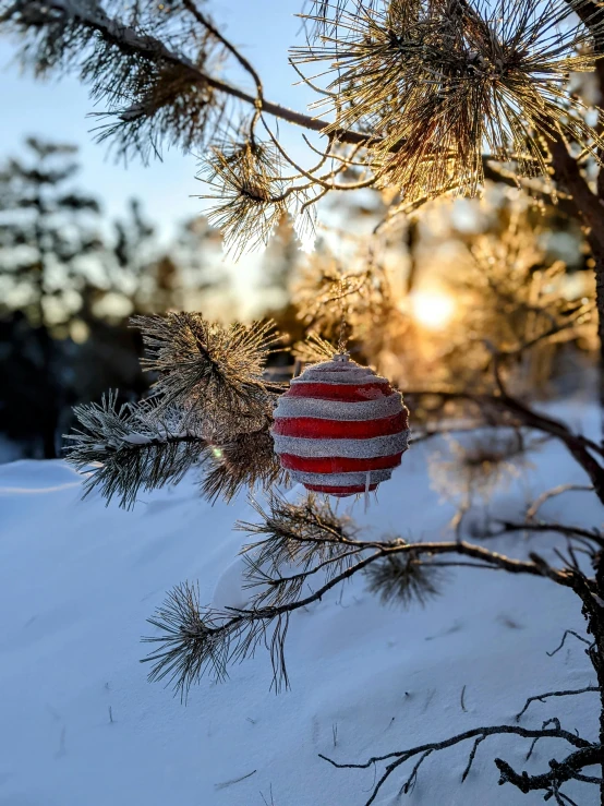 a red and white ornament hanging from a tree in the snow, inspired by Waldo Peirce, unsplash contest winner, land art, sunset view, red and white stripes, boreal forest, taken with canon 5d mk4