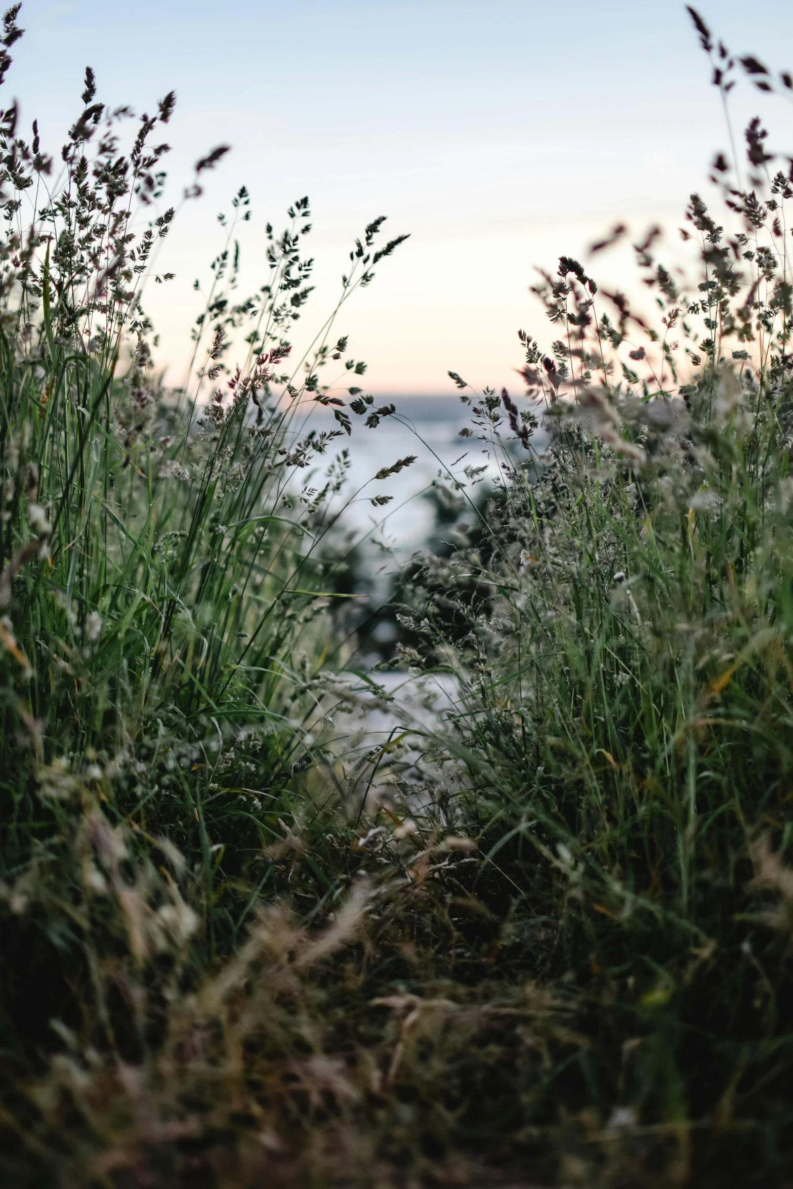 a field of tall grass next to a body of water, by Niko Henrichon, unsplash, in the hillside, late evening, shrubbery, pathway