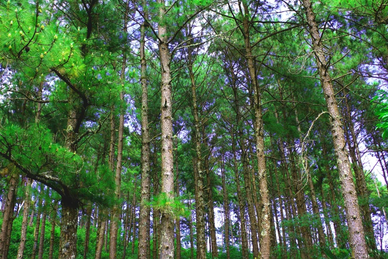 a forest filled with lots of tall green trees, pexels, hurufiyya, ((trees)), purple and green colors, pine wood, multiple stories