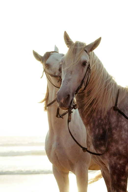 two horses standing next to each other on a beach, trending on unsplash, renaissance, arabian beauty, 4 k ”, 4k”