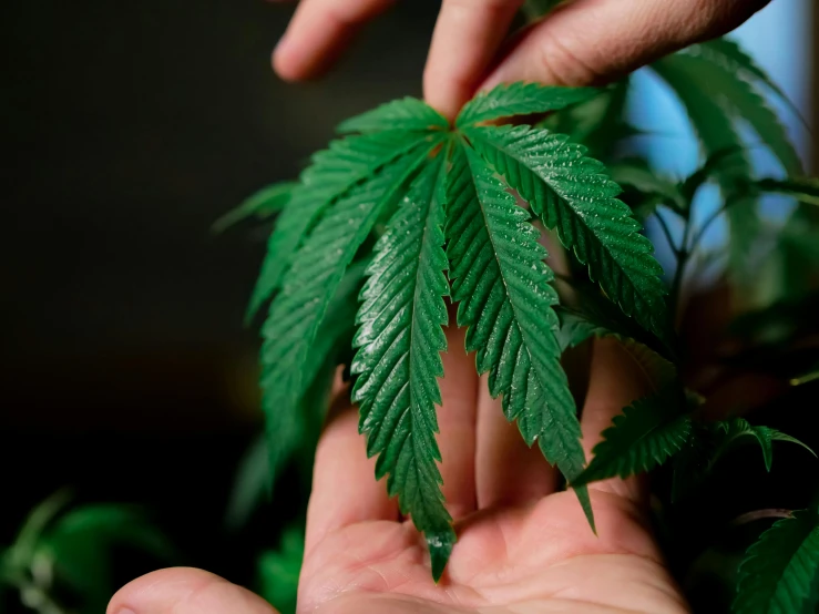 a person holding a marijuana leaf in their hand, hurufiyya, veins popping out, pot plants, getty images, no cropping