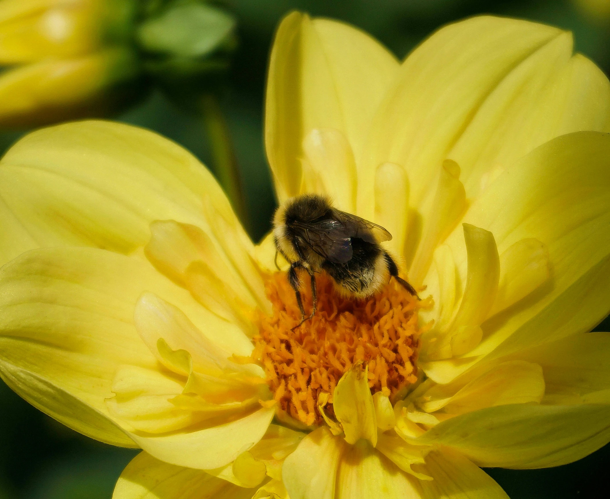 a bee sitting on top of a yellow flower, dahlias, 2022 photograph, photograph, full frame image