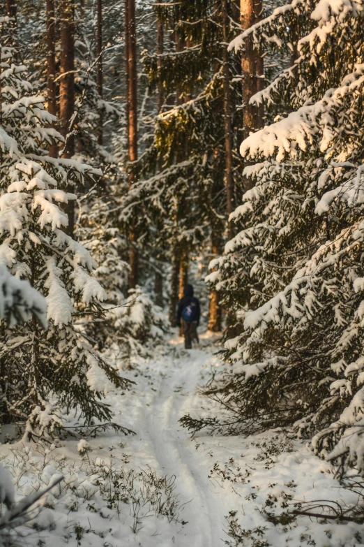 a man riding a snowboard down a snow covered forest, inspired by Ivan Shishkin, unsplash contest winner, evening sunlight, ((forest)), northern finland, people walking around