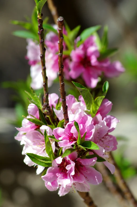 a close up of some pink flowers on a tree, peaches, award - winning, alphonso azpiri, paul barson