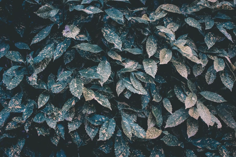 a close up of a plant with green leaves, an album cover, inspired by Elsa Bleda, unsplash, aestheticism, intricately detailed textures, hedges, dark muted colors, background image