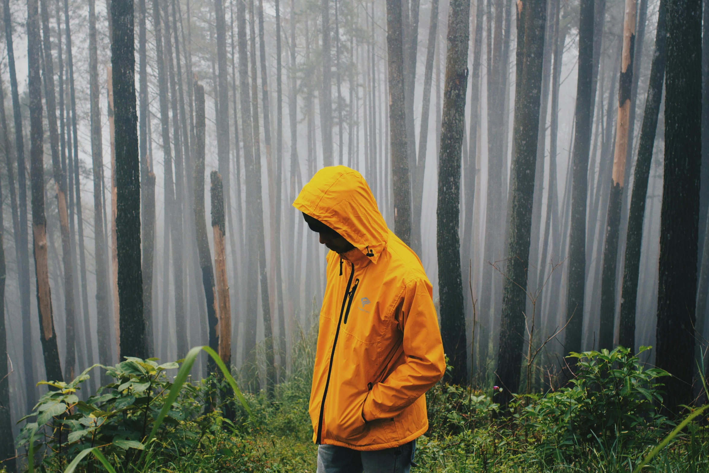 a person in a yellow jacket standing in a forest, a picture, unsplash contest winner, hyperrealism, rainy day outside, tourist photo, lush surroundings, slightly minimal