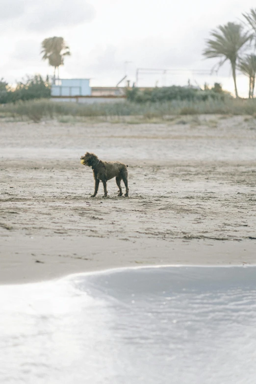 a dog on a beach with a frisbee in its mouth, unsplash, renaissance, distant full body shot, in spain, gif, medium long shot