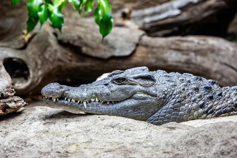 a close up of a crocodile on a rock, by Adam Marczyński, pexels contest winner, grey, islamic, 🦩🪐🐞👩🏻🦳, sitting on a log