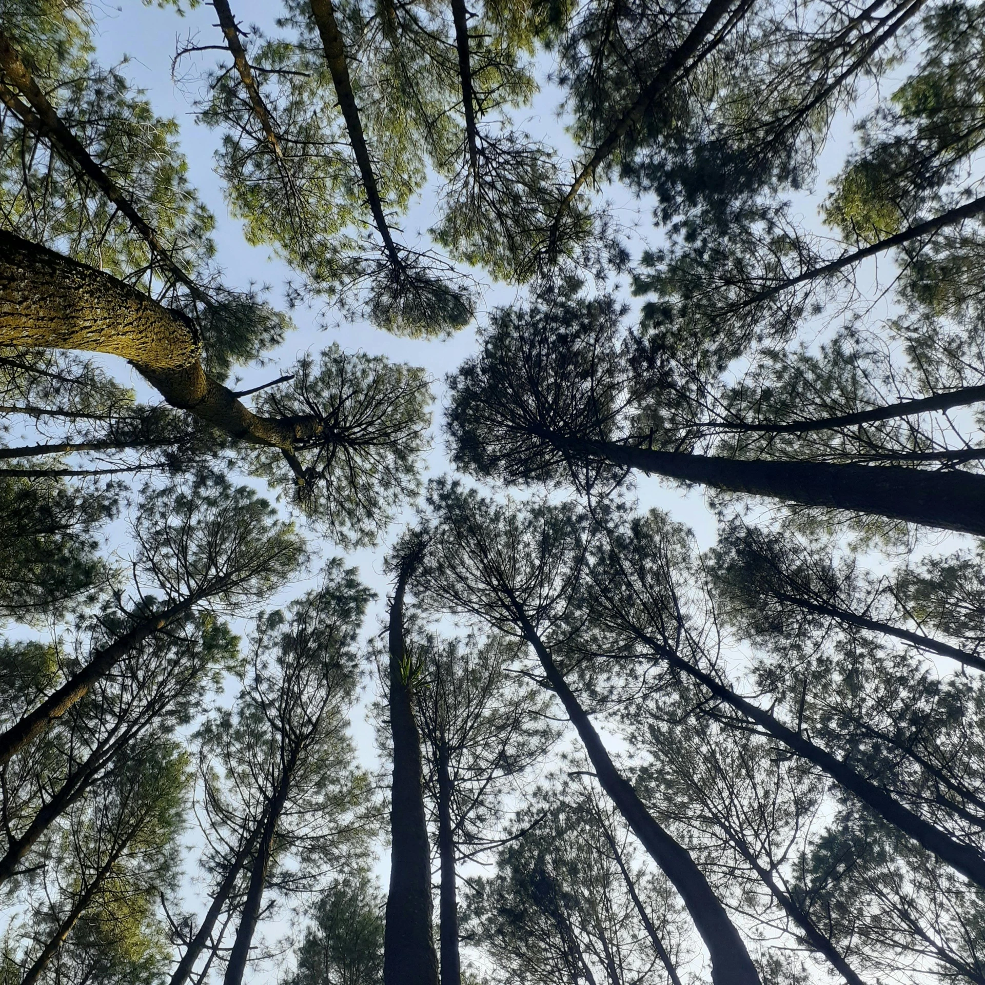 a forest filled with lots of tall trees, unsplash, land art, chile, looking at the ceiling, # nofilter, in avila pinewood