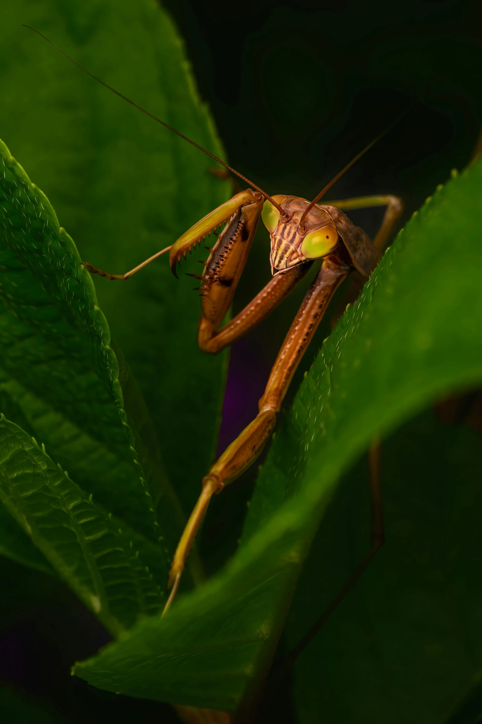 a close up of a grasshopper on a leaf, pexels contest winner, photorealism, gerenuk, evening at dusk, nat geo, lascivious pose