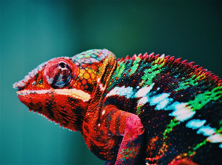 a close up of a colorful chamelon on a branch, by Adam Marczyński, trending on pexels, hyperrealism, chameleon, colorful with red hues, high - contrast, mixed animal