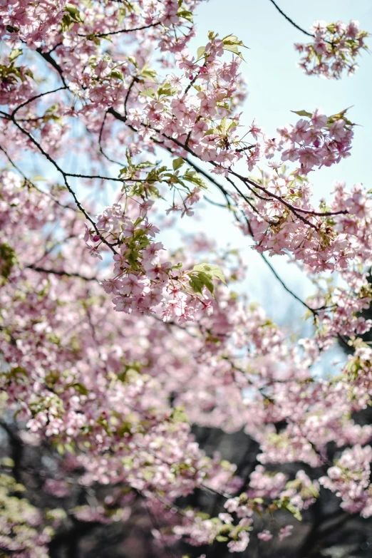 a close up of a tree with pink flowers, cherry blossom trees, al fresco, february)