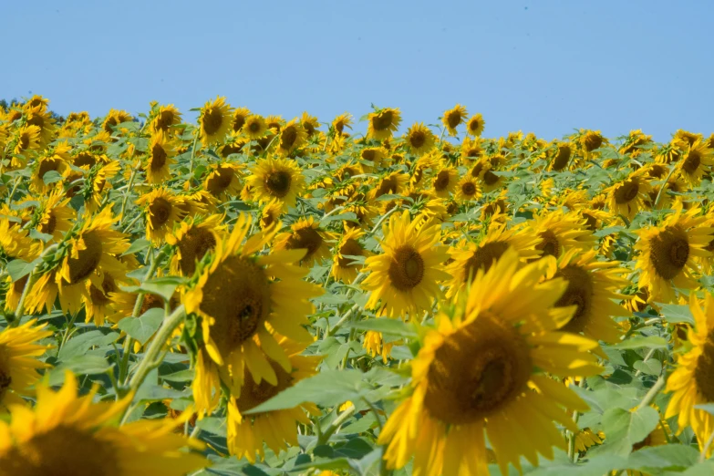 a field of sunflowers on a sunny day, by Yasushi Sugiyama, colour photograph, high quality product image”