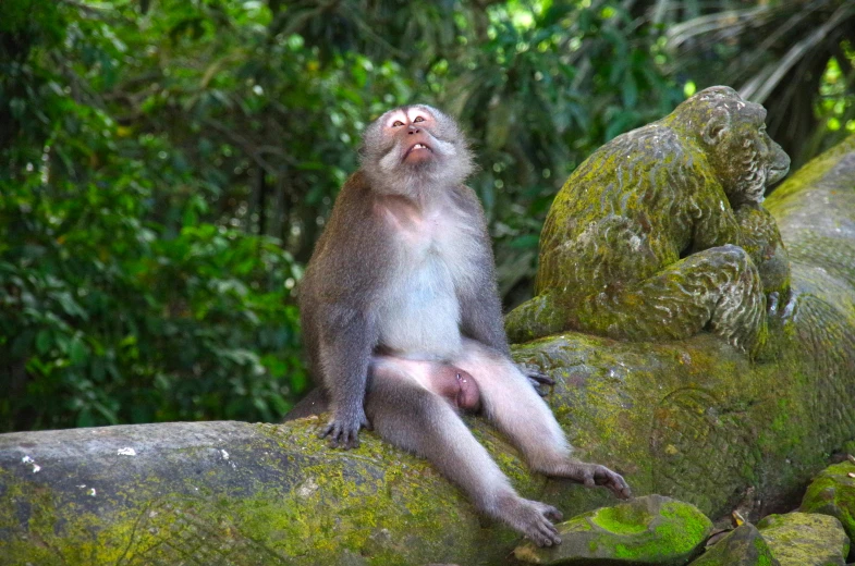 a monkey sitting on top of a moss covered rock, manically laughing, kuntilanak on tree, caring fatherly wide forehead, nsfw