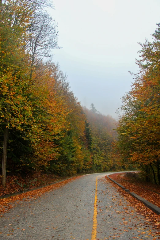 an empty road surrounded by trees on a foggy day, by Kristin Nelson, slide show, autumn mountains, brown, side