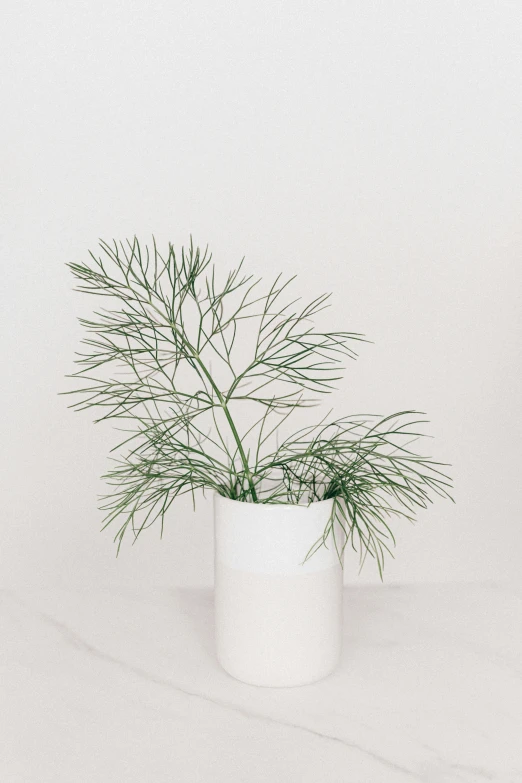 a white vase with a plant in it, unsplash, zoomed out view, botanical herbarium, close-up product photo, single pine