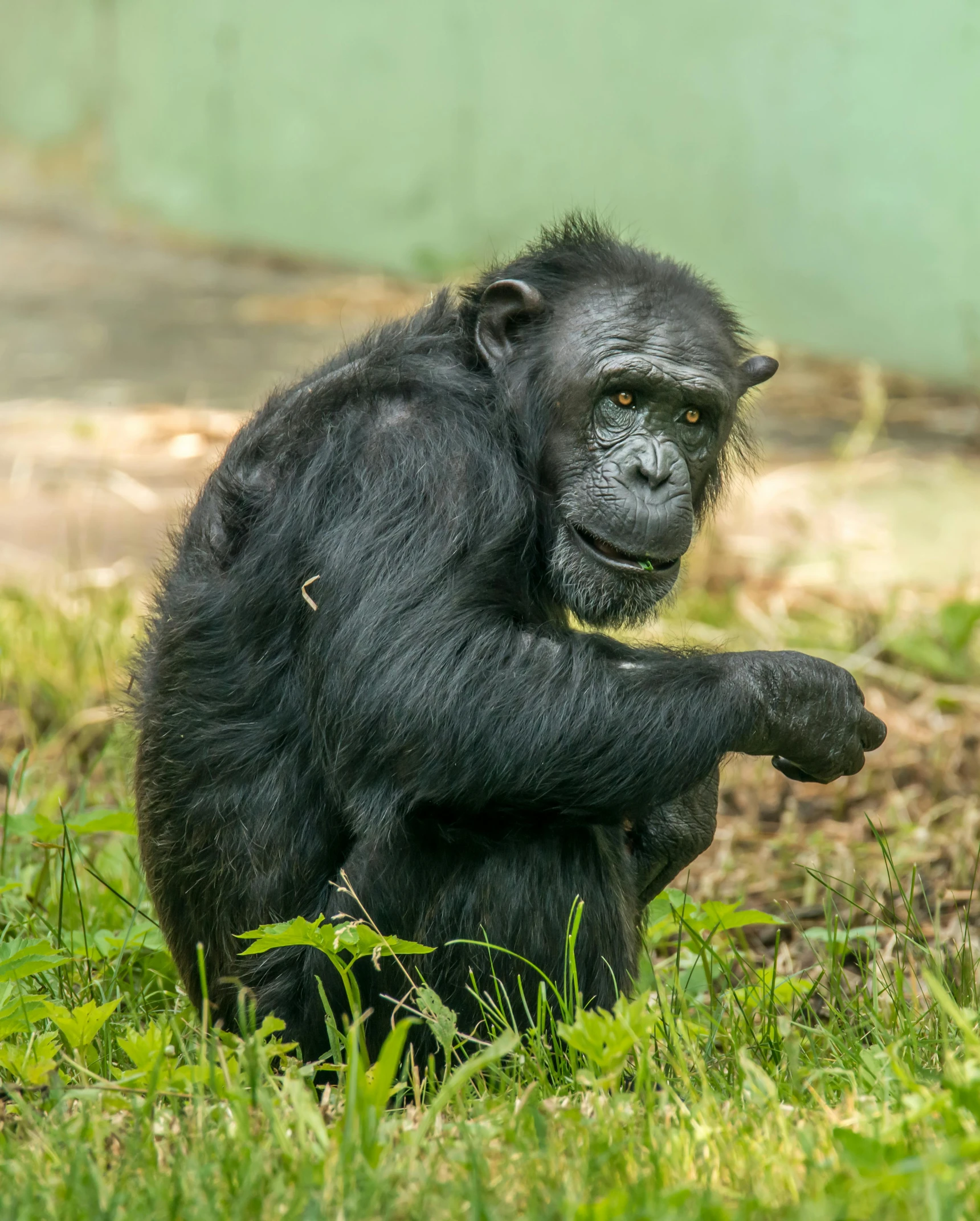 a black monkey sitting on top of a lush green field