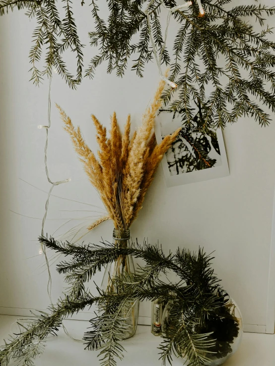 a close up of a plant in a vase on a table, fir trees, dried flower, jovana rikalo, low quality photograph