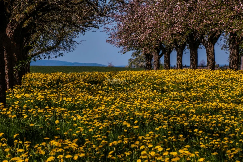 a field full of yellow flowers and trees, by Thomas Häfner, pexels contest winner, land art, cherry blosom trees, dandelion, high quality product image”, large scale photo