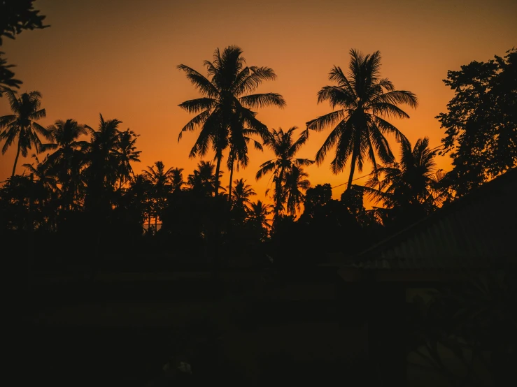 palm trees are silhouetted against the setting sun, pexels contest winner, sumatraism, black and orange, trees outside, thumbnail, nighttime