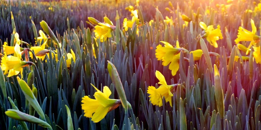 a field of yellow daffodils in the sun, by Jan Tengnagel, pexels, early morning lighting, buds, yellow purple, postprocessed