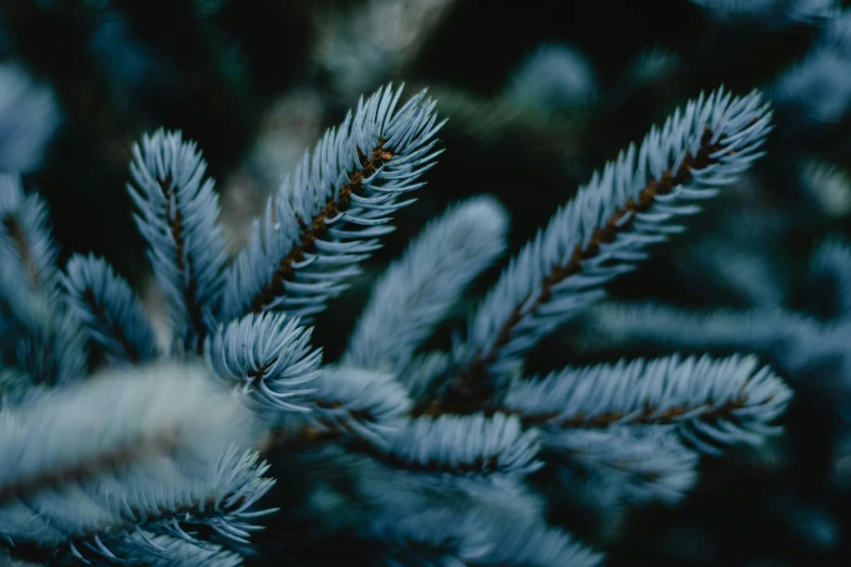 a close up of a pine tree branch, inspired by Elsa Bleda, trending on unsplash, blue and grey, thumbnail, full frame image