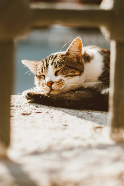 a cat that is laying down on the ground, pexels contest winner, warm sunshine, sleepy, gif, thoughtful )