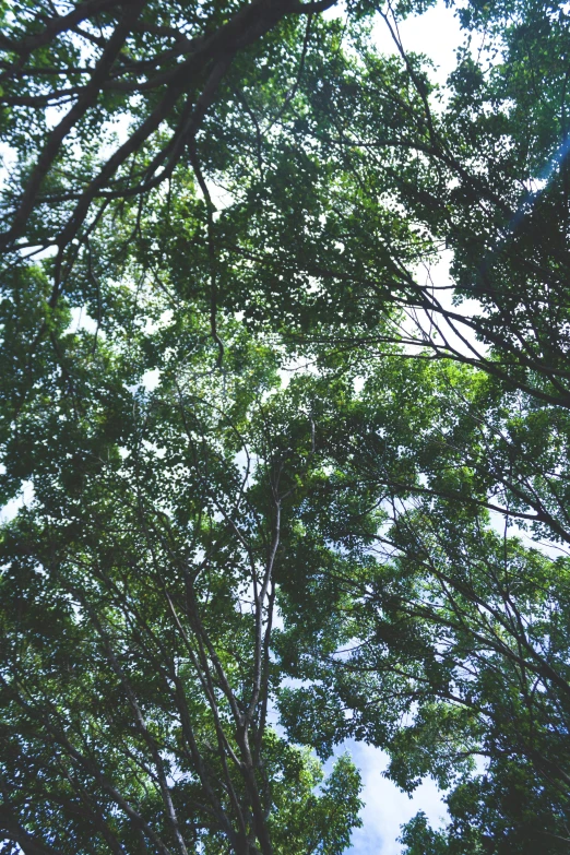 a group of trees that are next to each other, an album cover, inspired by Thomas Struth, unsplash, hurufiyya, overhead canopy, ((trees)), ( ( ( ( kauai ) ) ) ), translucent leaves