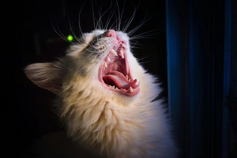 a close up of a cat with its mouth open, by Niko Henrichon, pexels contest winner, albino, singing, paul barson, getty images