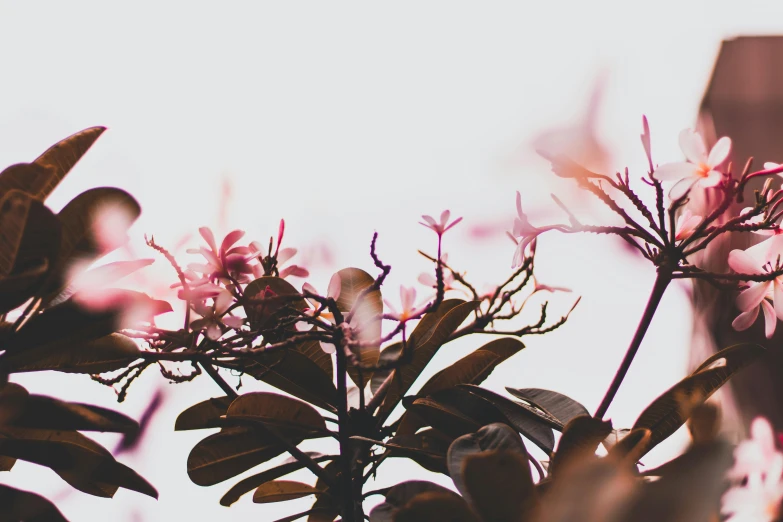 a close up of a plant with pink flowers, a photo, by Carey Morris, trending on unsplash, aestheticism, with branches reaching the sky, with a white background, brown and magenta color scheme, lo-fi