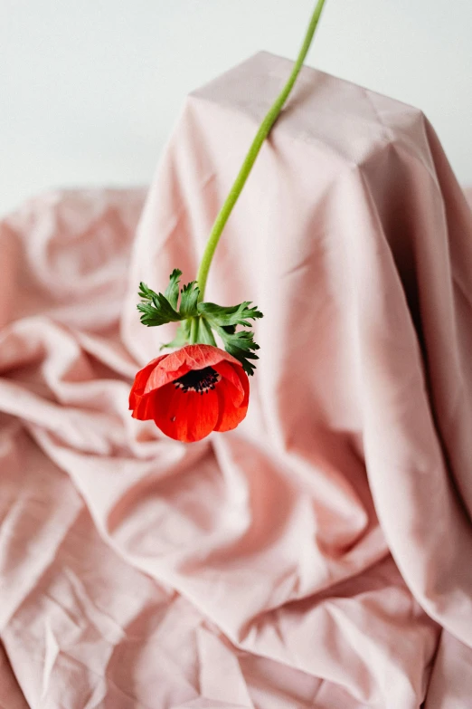 a single red flower sitting on top of a pink sheet, a picture, inspired by Pierre-Joseph Redouté, trending on unsplash, made of fabric, poppy, large draped cloth, detailed product shot