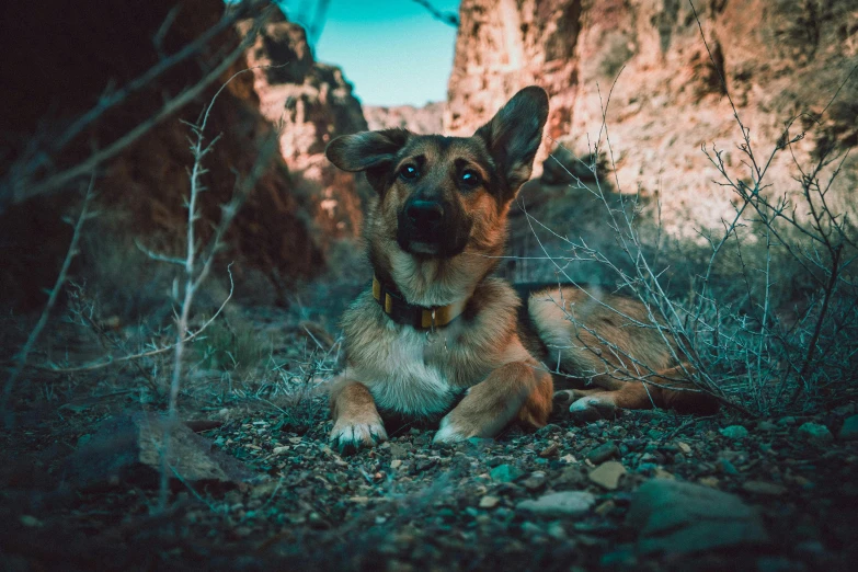 a dog that is laying down in the dirt, avatar image, canyon, cinematic image, profile picture 1024px