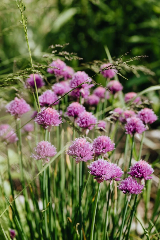 a bunch of purple flowers sitting on top of a lush green field, hurufiyya, surrounding onions, bio-inspired, clover, subtle detailing