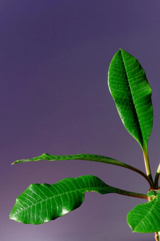 a close up of a plant with green leaves, green and purple studio lighting, lit from the side, plumeria, up there