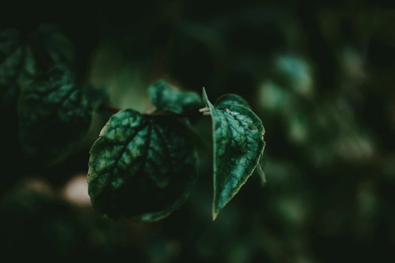 a close up of a plant with green leaves, unsplash, instagram picture, background image, alessio albi, outdoor photo