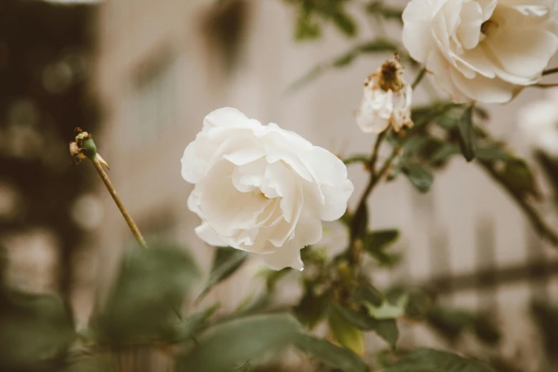 a close up of a flower with a building in the background, trending on unsplash, romanticism, white roses, background image