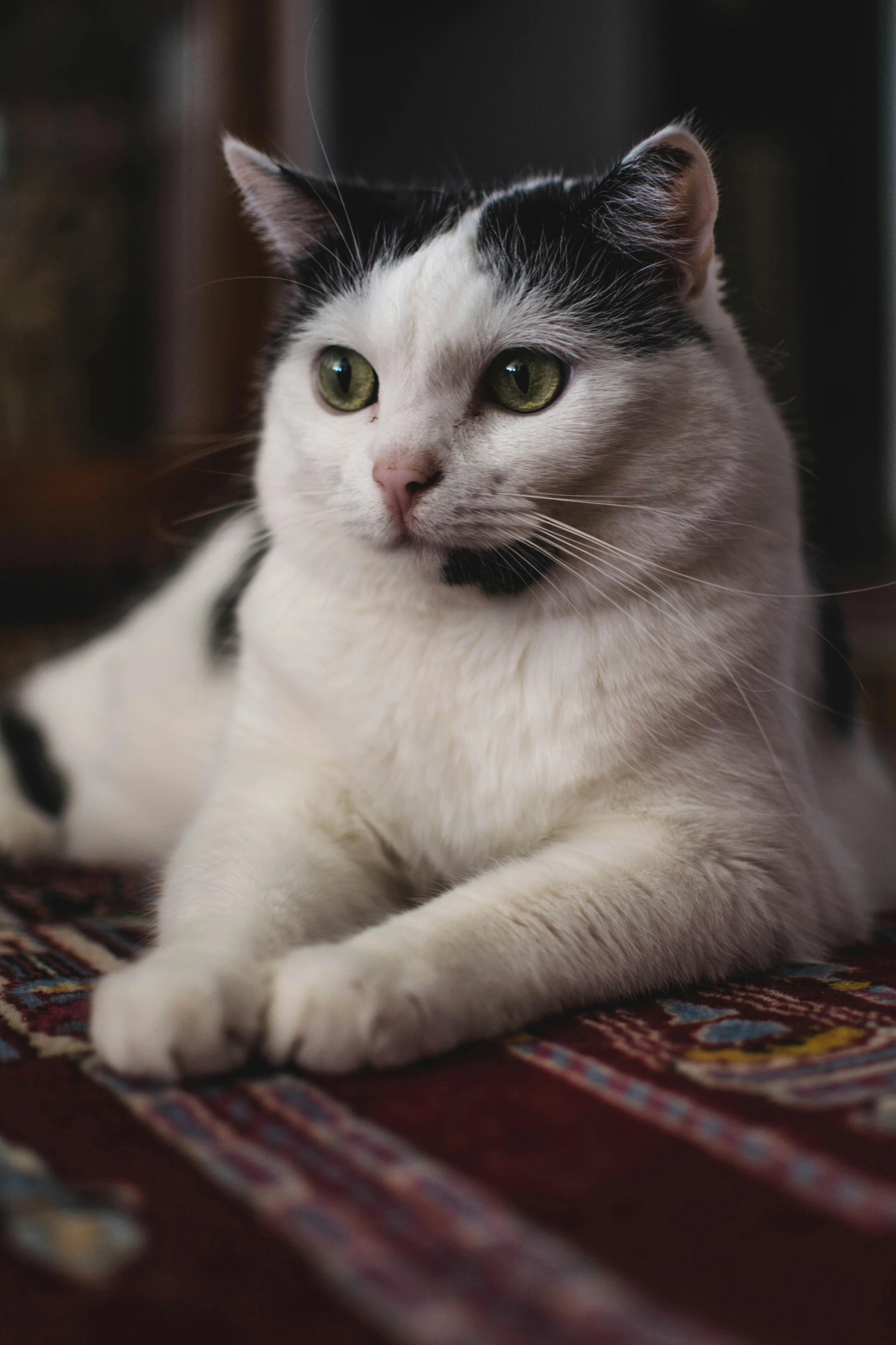 a black and white cat laying on a rug, a portrait, unsplash, renaissance, a fat, an afghan male type, gif, heterochromia