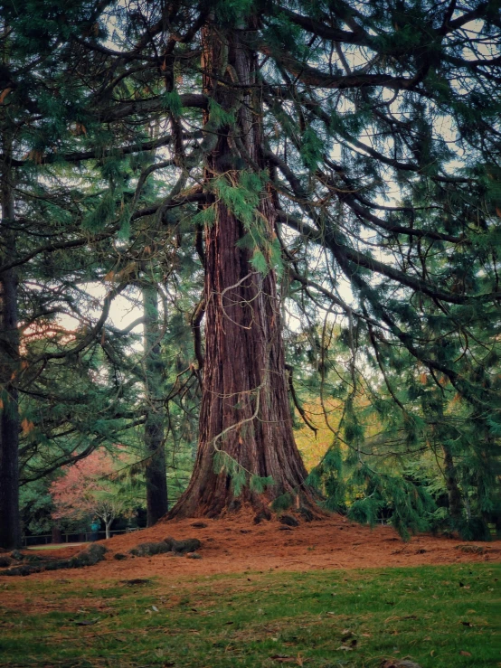 a large tree sitting in the middle of a forest, by Chris Rallis, botanical garden, 2019 trending photo, cedar, detailed medium format photo