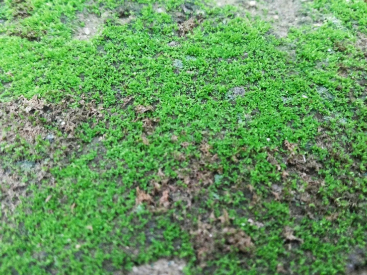a close up of a patch of green grass, by Hiroyuki Tajima, very little moss, instagram photo, mycena acicula, green terrace