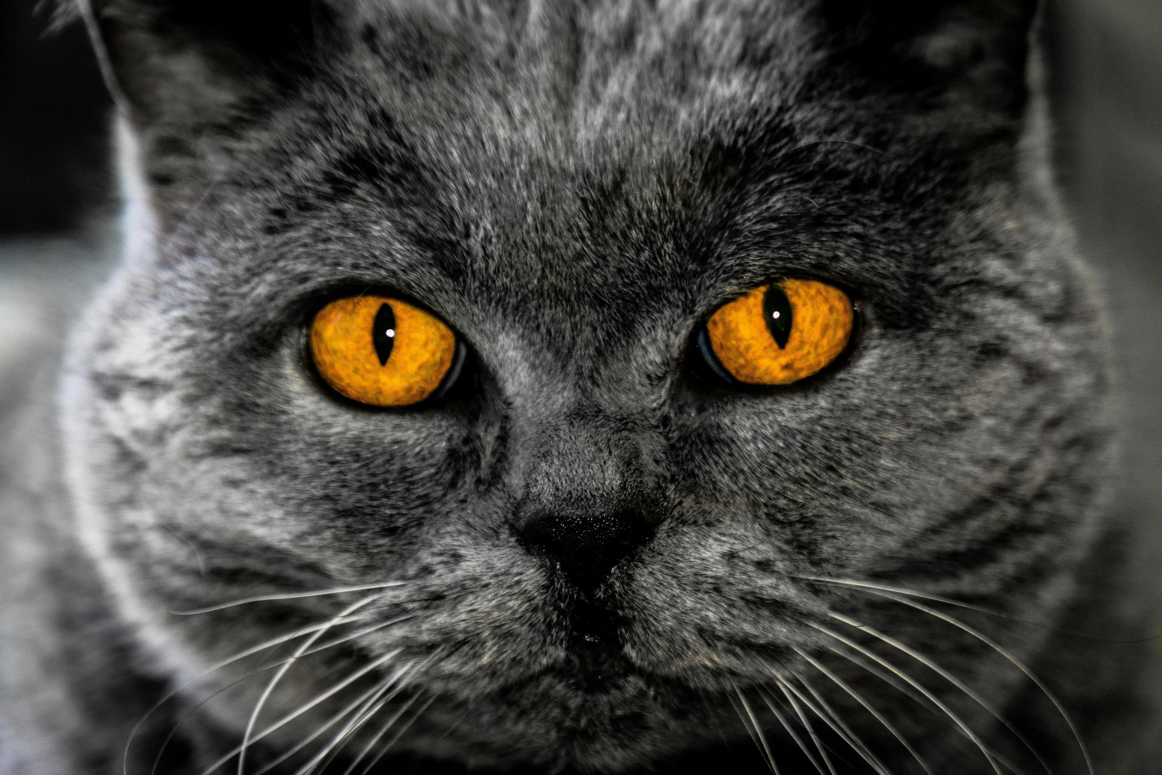 a close up of a cat with orange eyes, pexels contest winner, dark grey and orange colours, yellow pupils, with haunted eyes, microscopic cat