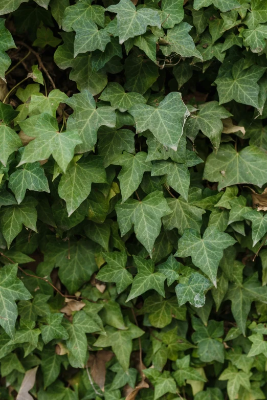 a red fire hydrant sitting next to a lush green wall, by Aileen Eagleton, hurufiyya, ivy vine leaf and flower top, texture detail, muted green, made of leaves